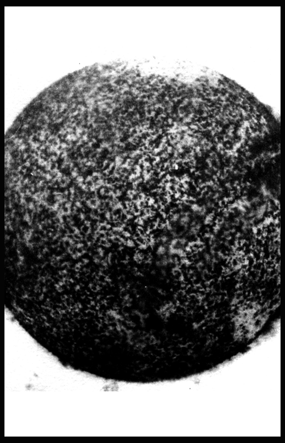 sun2 - cyanotypie © Lennart Oskar Schreiber